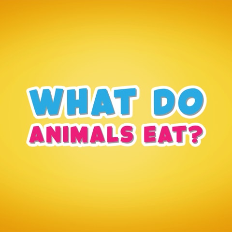 What Animals Eat - Fun Educational Animal Food Game for Kids