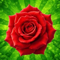 The Flowers: Merge and Sell Bouquets - Play Game for Relaxing Garden Fun
